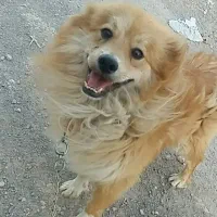شیتزو شناسنامه دار