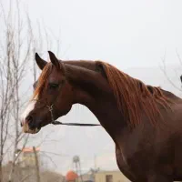 فروش پرواربندی گوساله