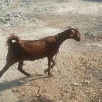 بز چاق ابستن