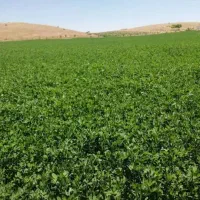 اجاره زمین کشاورزی برای گورجه چقندر وهر نوع محصول