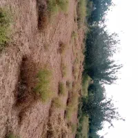 تلمبه|فروش خانه و ویلا|نگار, |دیوار