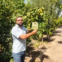 نهالستان آروین|خدمات باغبانی و درختکاری|یزد, |دیوار