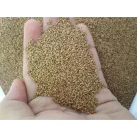 بذر یونجه
