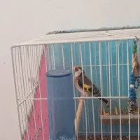 سره جوجه بهار