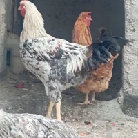 حراج مرغ و خروس بومی
