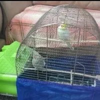 یک جفت عروس هلندی