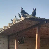 پرنده