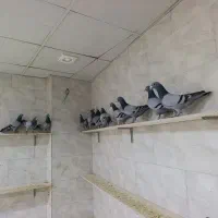 10تا سبز قلدر