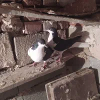 شیخی بیگولی|پرنده|بناب, |دیوار