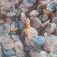 قیسی گوشتی