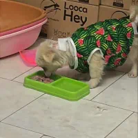 سگ نژاددار رایگان