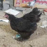 مرغ براهماو گلین