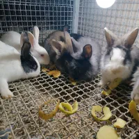 خرگوش|موش و خرگوش|میاندوآب, |دیوار