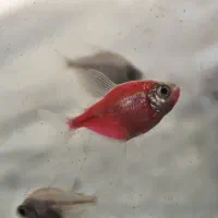 ماهی اکواریوم