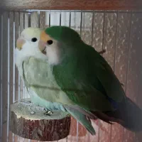 طوطی برزیلی مولد