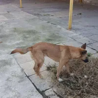 واگذاری سگ نژاد مالینویز|سگ|آمل, |دیوار