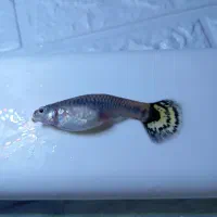 ماهی های اکواریمی و به همراه گیاه|ماهی|تهران, وحیدیه|دیوار