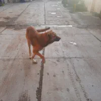 واگذاری توله سگ سرابی|سگ|خان ببین, |دیوار