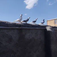 کفتر ابلق سبز باخت رفته در راوند