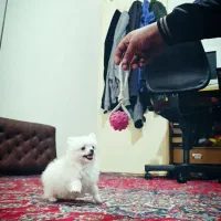 پامر فنچونی