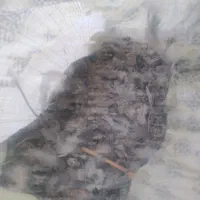 کود کبوتر|خدمات باغبانی و درختکاری|مراغه, |دیوار