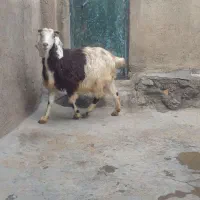 بز پاکستانی اصل|حیوانات مزرعه|دهگلان, |دیوار