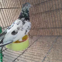 کبوتر 10عدد  پاکستانی