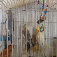 عروس|پرنده|اسکو, |دیوار