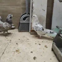 کبوتر پرشی|پرنده|قرچک, مهدیه|دیوار