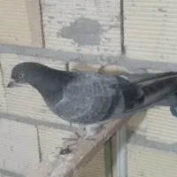 مفلق پر اصیل شهرکردی رون
