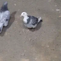 دوتا سرور یکی نر ۱۲۰۰ ویکی جوجه ماده ۵۰۰