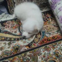 سگ  مالتیز کراس