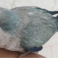 طوطی راهب گم شده