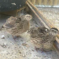 سه عدد بلدرچین تازه بالغ