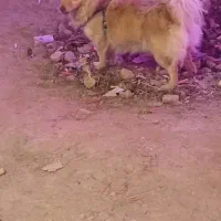 سگ پامرین|سگ|کرمانشاه, |دیوار