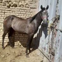 فروش مادیون کرد فروشی