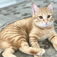 واگذاری|گربه|بومهن, |دیوار