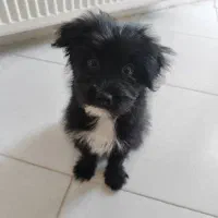 واگذاری سگ شیتزو دوماهه بسیار تمیز