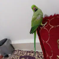 طوطی ملنگو