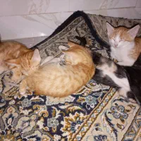 واگذاری چهار تا بچه گربه