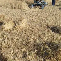 یک دستگاه درو گر  ایتالیایی اصل