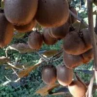 فروش 5 تن کیوی تو سرخ و سبز