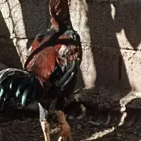 خروس لاری 18ماهه