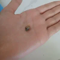 حراج حلزون فقط و فقط دونه ای ۳۰ هزار تومان