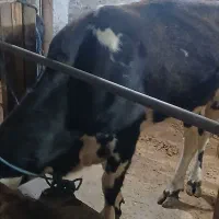 گاو دورگ هلشتاین وگوساله نر|حیوانات مزرعه|سنگر, |دیوار