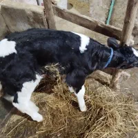 گوساله نر شیرخوار|حیوانات مزرعه|رشت, حومه رشت|دیوار