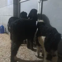 فروش چهار تا بره نر درجه یک پا پروار