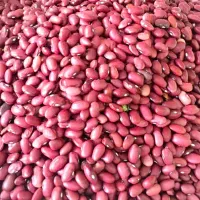 لوبیا قرمز