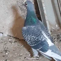 سینه مشهدی|پرنده|کاشمر, |دیوار