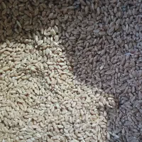 گندم بذری نمونه ۵۶